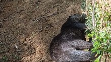 otter otter ai otter adalah otter hewan apa otter albino otter makan apa otter mini otter artinya otter bahasa indonesia otter harga otter melek umur berapa otter peliharaan otter ai adalah otter adalah hewan apa otter albino harga otter ark otter apakah