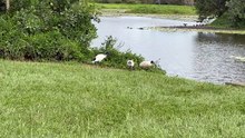 Australian white ibis 01