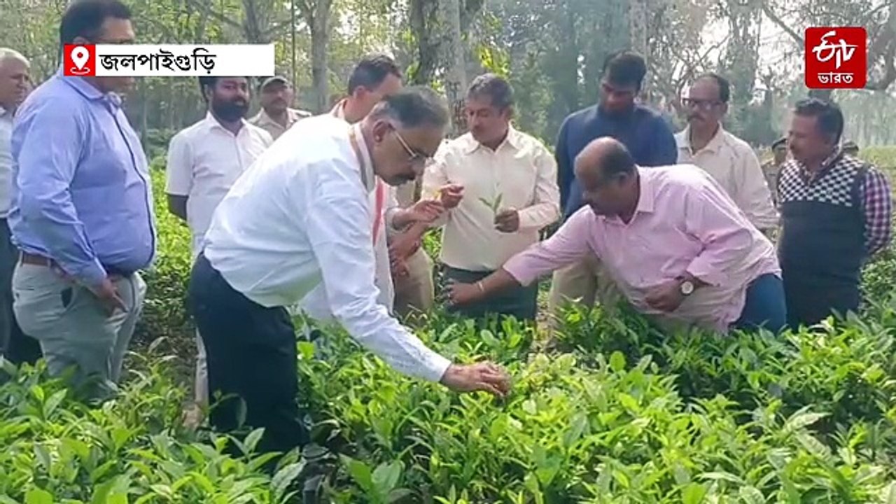 খুব শিঘ্রই চা বাগানের জন্য বিশেষ প্যাকেজ আনছে ক...