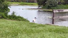 Australian white ibis 02