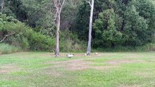 Australian white ibis 03
