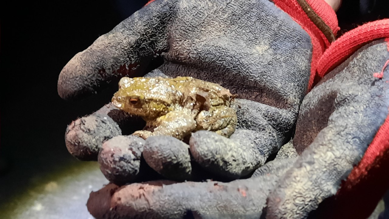 Dans l'Eure, des bénévoles sauvent chaque année des milliers de grenouilles, crapauds, tritons et salamandres