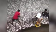 Tausende Sardinen angespült: Anwohner feiern Fischwunder