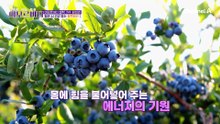 뇌와 혈관을 깨우는 젊음의 스위치는 블루베리? 내 몸속 젊음의 스위치를 켜라!