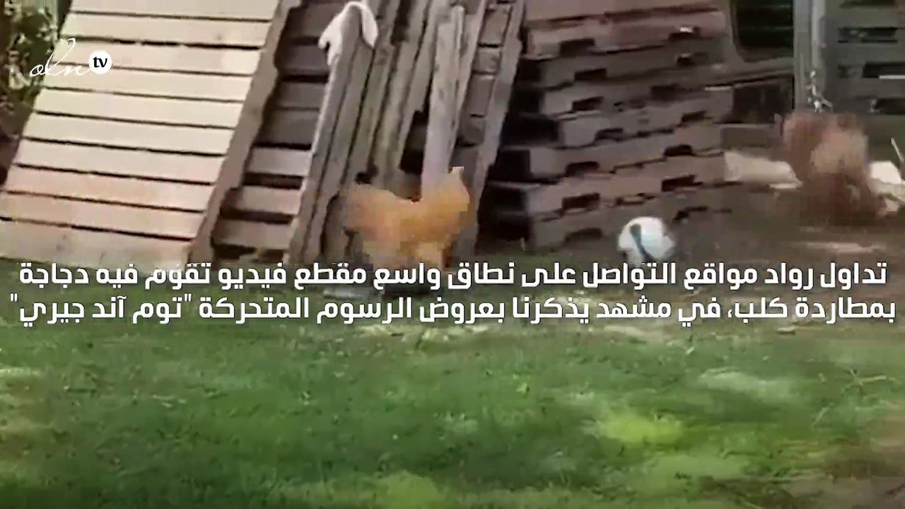 فيديو على تويتر لدجاجة تطارد كلبا يحقق ملايين ا...