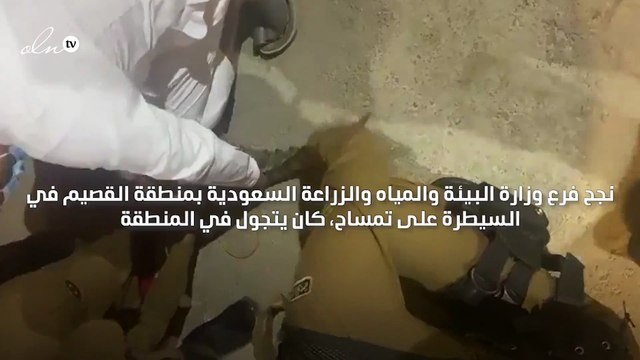 السيطرة على تمساح كان يتجوّل في مدينة القصيم