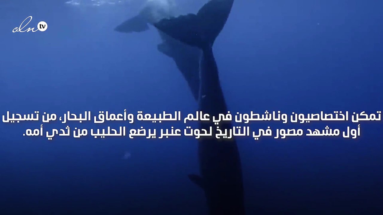 العلماء يرصدون للمرة الاولى في التاريخ كيف يتغذى حوت العنبر من والدته