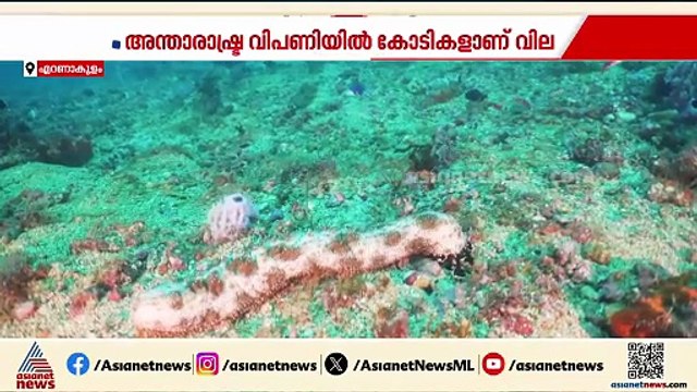 കടൽവെള്ളരി കടത്ത്; രണ്ട് കേസിലും കുറ്റപത്രം നൽകി ഇഡി