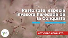 Pasto rosa, especie invasora heredada de la Conquista | 844 | 09 al 15 de marzo de 2026