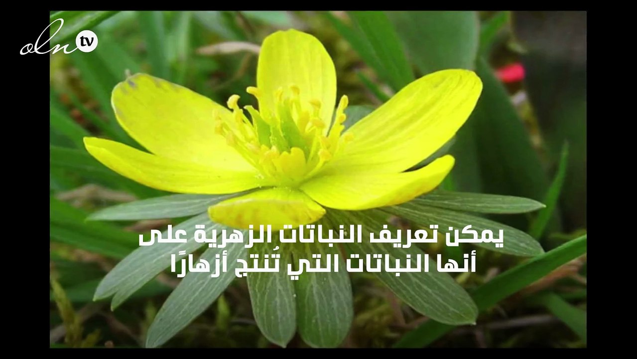 بحث عن النباتات الزهرية