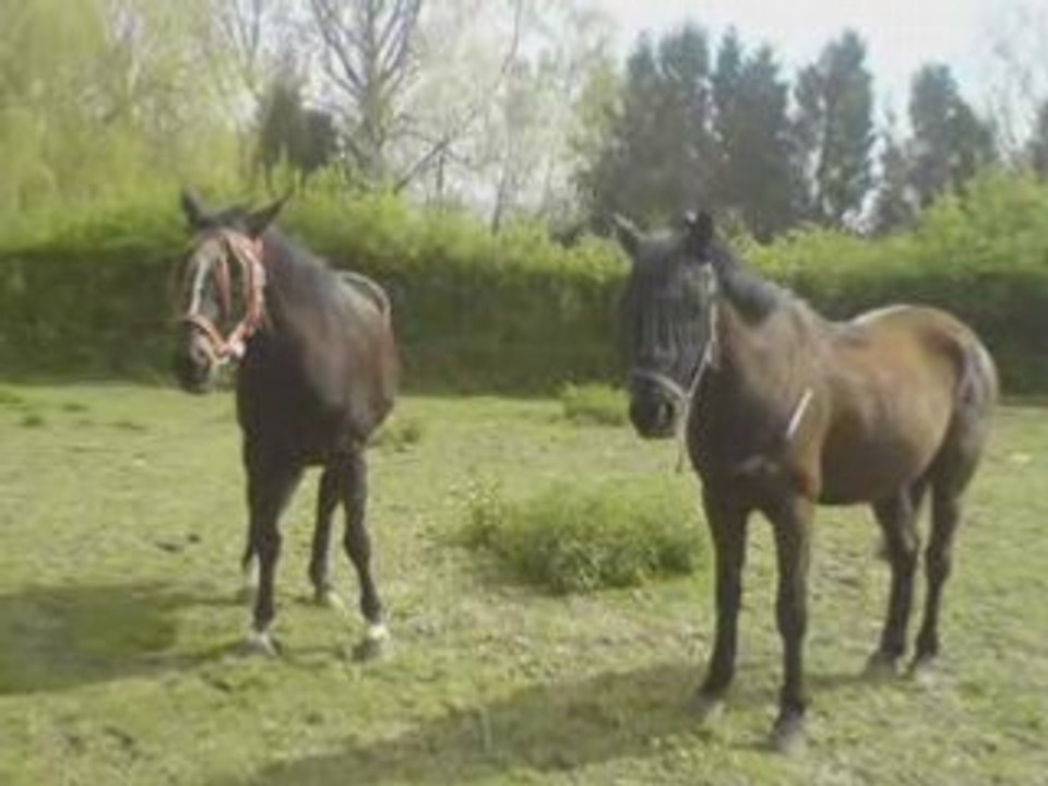 Black <3