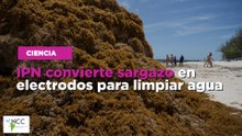 IPN convierte sargazo en electrodos para limpiar agua
