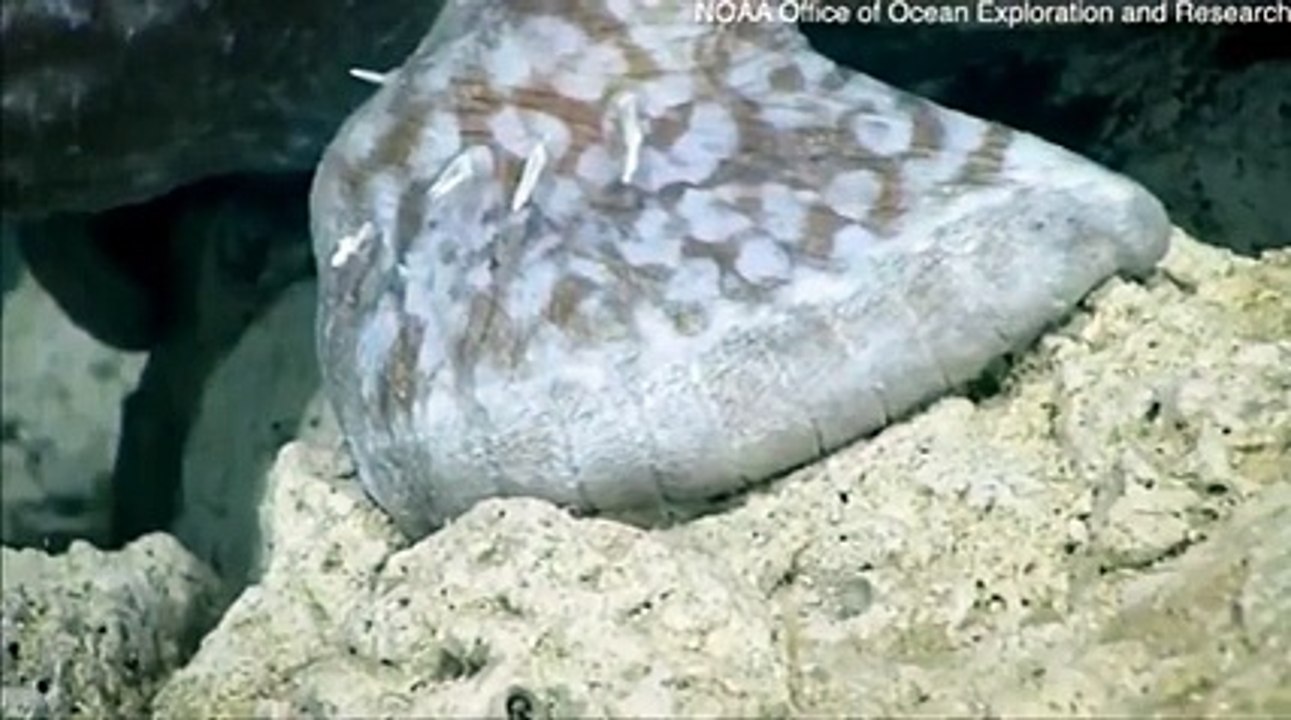 اكتشاف سمكة غريبة تسير في المياه بأربعة أرجل