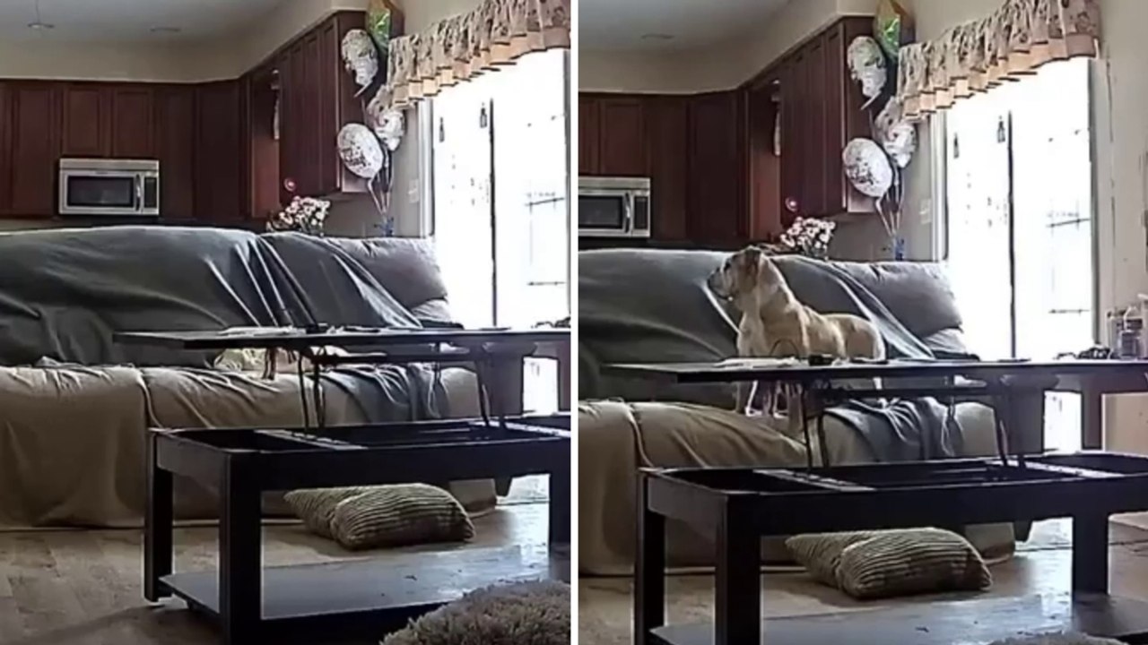 Il cane si sveglia spaventato per l’esplosione: il video della telecamera domestica