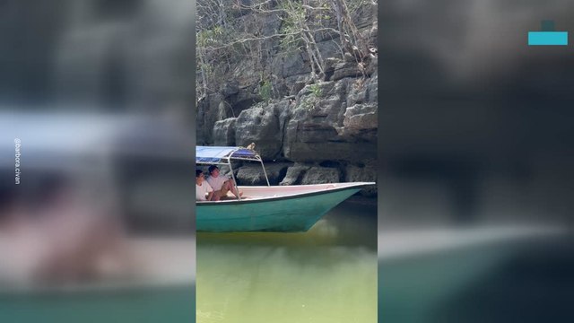 Mother Monkey Leaps Onto Boat to Rescue Baby