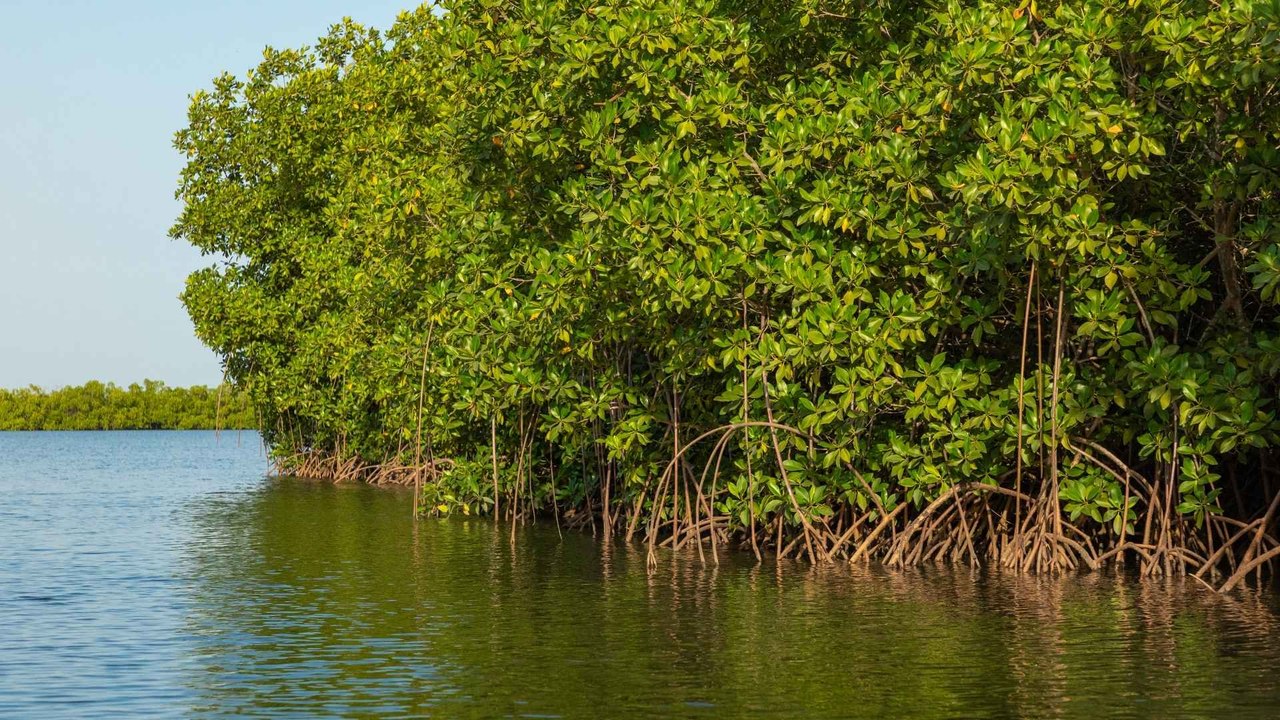Mangrove Breakthrough: la alianza global que quiere blindar las costas frente a la crisis climática