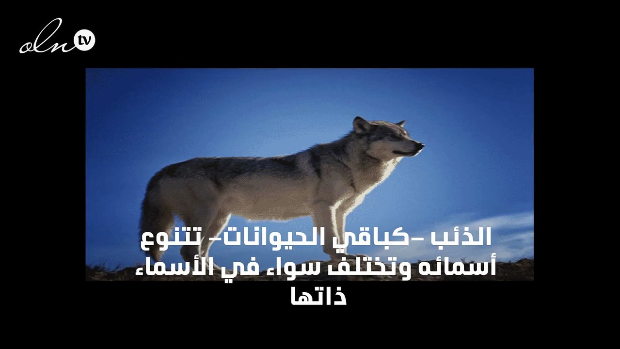 اسماء الذئب