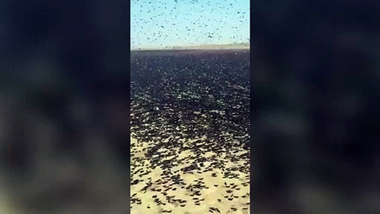 A massive locust plague is hitting Timlalin, Morocco