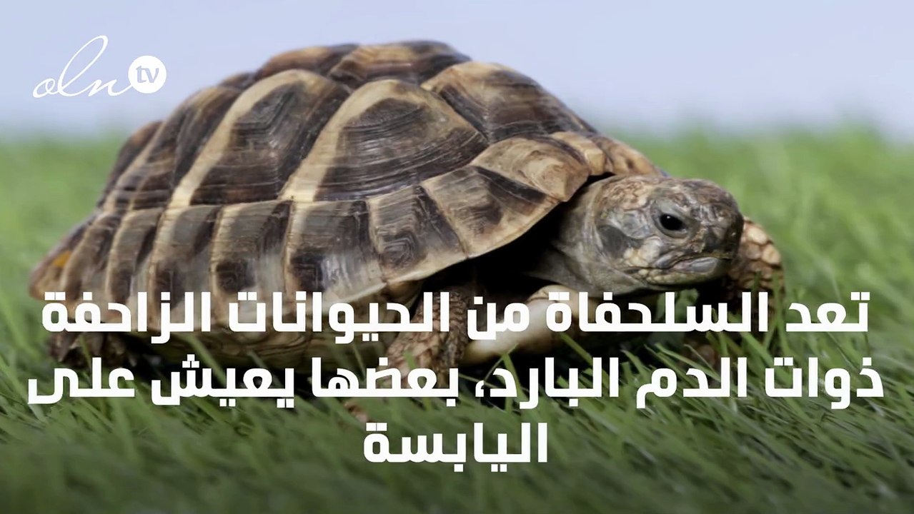 معلومات عن السلحفاة