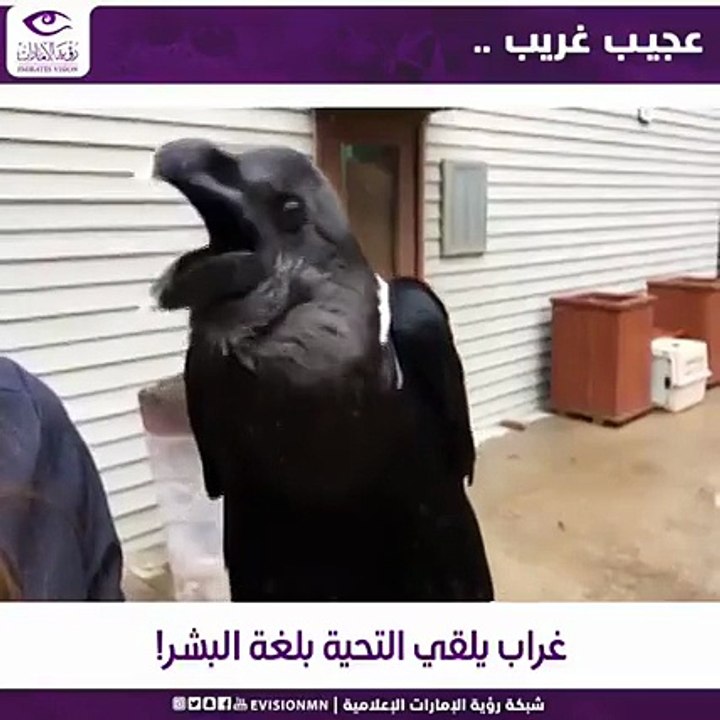فيديو طريف لغراب يلقي التحية بطريقة البشر