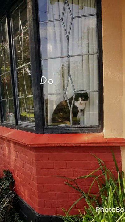 Sweep the cat