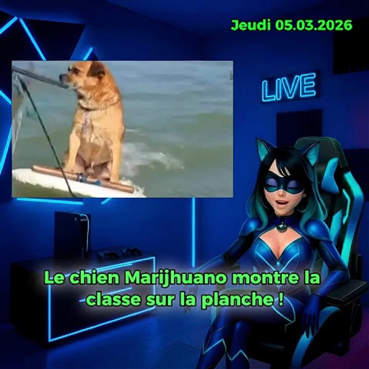Un chien nommé Marijhuano tient debout sur une planche de surf mieux que la plupart des gens.