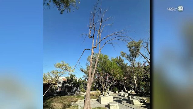 Vecinos exigen información por tala de árboles en parque de Villa Fantasía