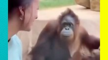 Orangután infiel sorprende a todos con tremendo beso en el zoológico