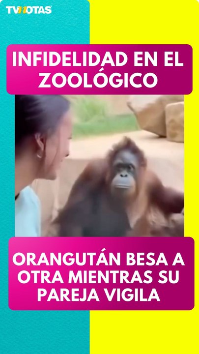 Orangután infiel sorprende a todos con tremendo beso en el zoológico