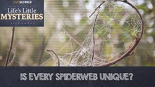 Is Every Spider Web Unique?