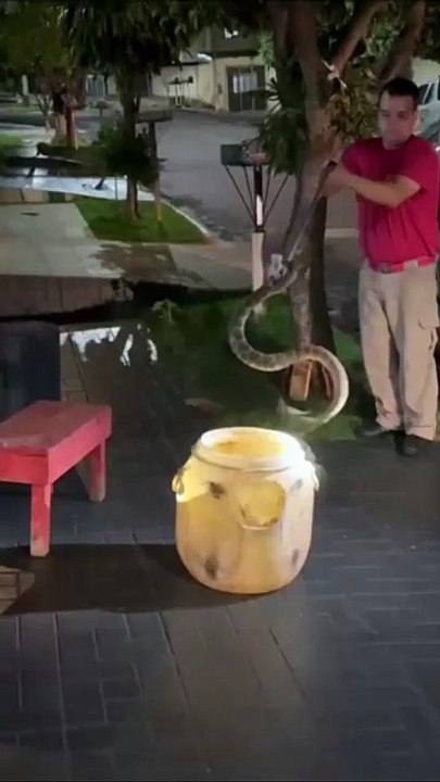 Moradores se assustam com cobra cascavel enorme no portão de casa