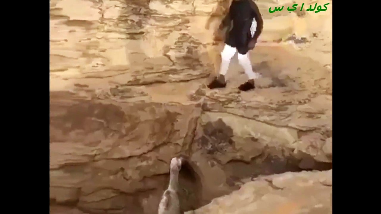اضغط لمشاهدة الفيديو: شاب سعودي يخاطر بحياته لإنقاذ جمل صغير