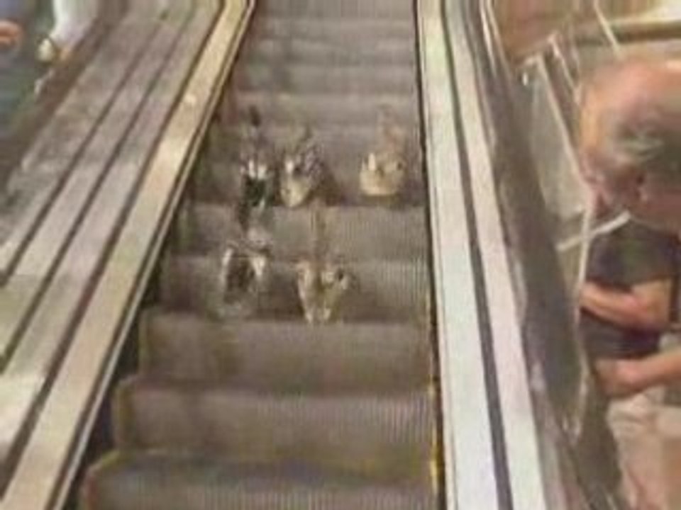 Des canards dans l'escalator