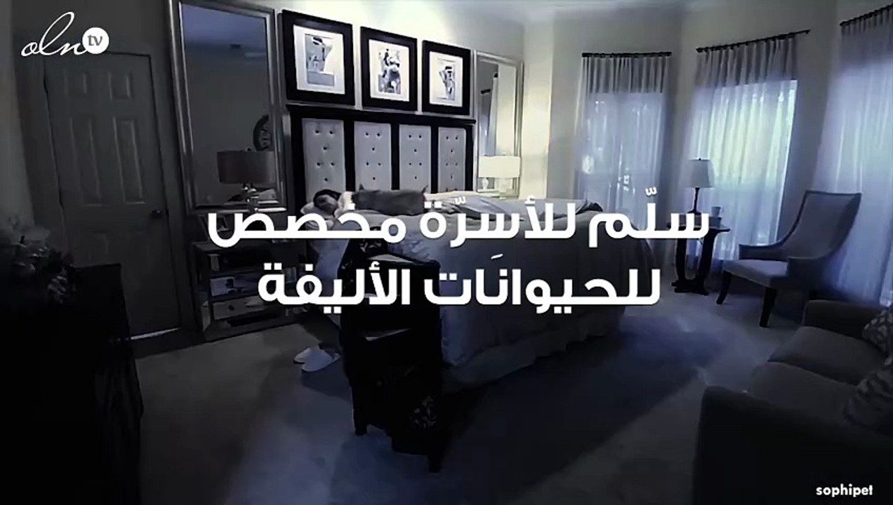 سلّم صغير يوضع بجانب السرير مخصص للحيوانات الأليفة!