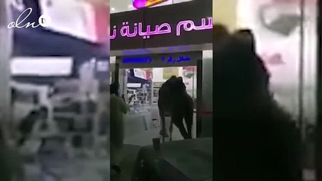 مسن يتجول مع ناقة داخل مجمع اتصالات بالرياض