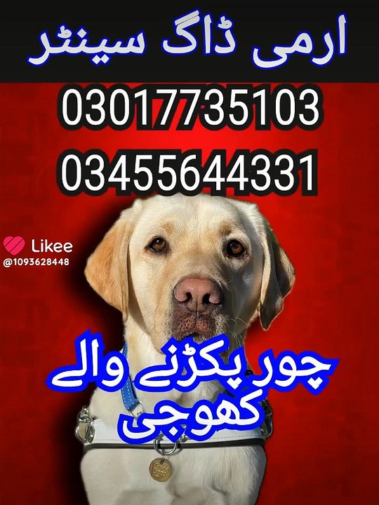 Army dog center lahore 03017735103