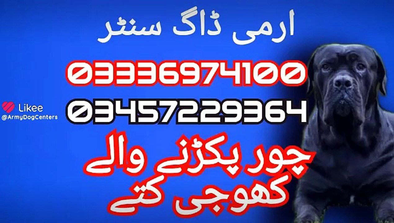 Army dog center peshawar 03336974100