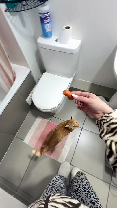 El problema es que te creo💔🐱👀 En historias de ig más de mango diariamente🥭 Ig:valentina141295 . . #mango#gatonaranja#baño#ducha#karen#humor#michi#catlover#mentira#mentiras#gato#cat#naranjoso#bañarse#tiktokchile#chilena#laracha#tiktokchile#chilena#tikr
