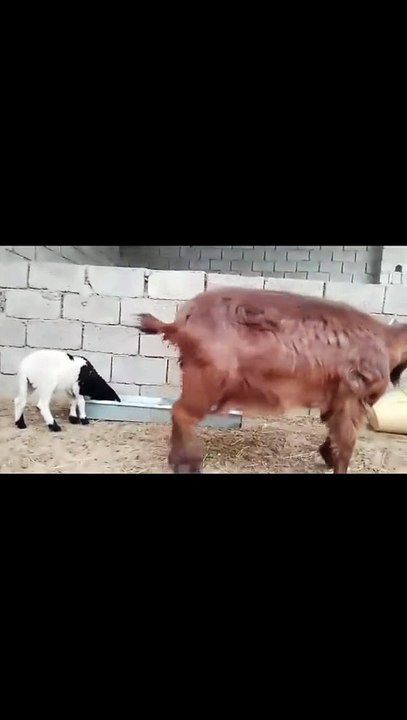 Pure farm fun you don’t want to miss! 🚜🤣  Adorable animals + peaceful countryside vibes! 🐷✨