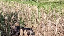 with otters in the rice fields
