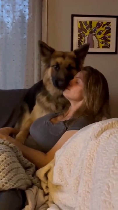 Funny German shepherd Dog talking short video -Animals Humor with pet GSD trick, 🐾🐾🐾🐾🐩🐩🐩🐩