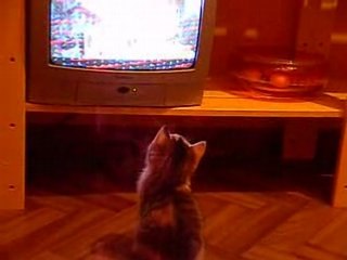 chaton fou de tv!