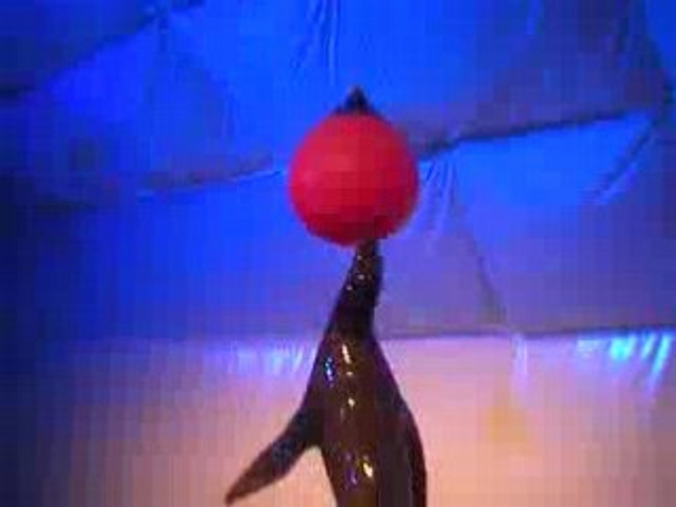 Spectacle otarie