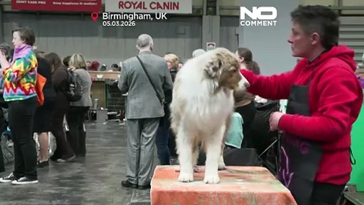 İngiltere: Crufts Birmingham'da 20 binden fazla köpekle başladı