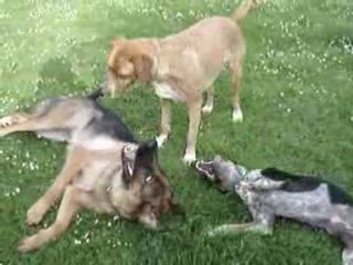 Patton et ses copines Carmen et Handa - Jeu au sol