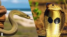 King Cobra vs Black Mamba – Who Would Win in a Deadly Snake Fight? 🐍