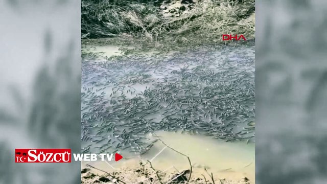 Mahsur kalan balıklar, Dicle Nehri’ne bırakıldı