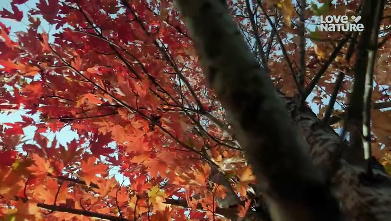 AmericasWildSeasons|S01E03