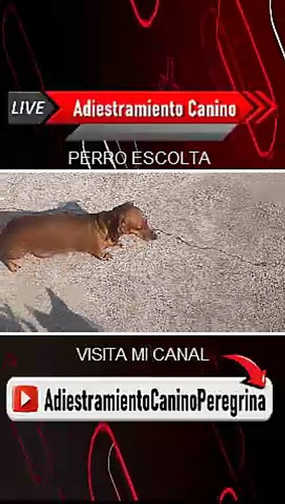 PERRO_SALCHICHA_ESCOLTA