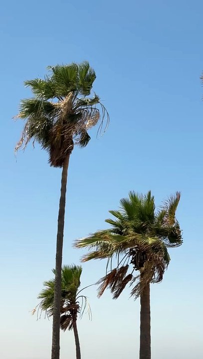 Palm Trees Swaying in Breezy Summer Sky